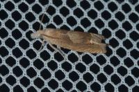 Eucosma conterminana