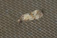 Neocochylis molliculana