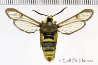 Sesia apiformis
