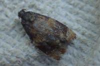 Ditula angustiorana