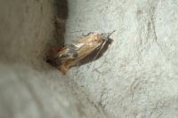 Batia lambdella