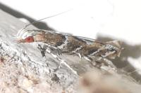 Acrocercops brongniardella