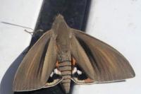 Paysandisia archon