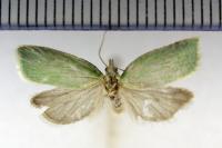 Tortrix viridana