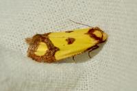 Agapeta zoegana