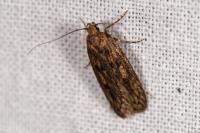 Hofmannophila pseudospretella