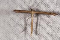 Stenoptilia