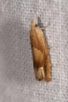 Eucosma conterminana