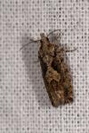 Zeiraphera isertana