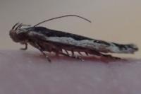Cosmardia moritzella