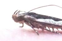 Cosmardia moritzella