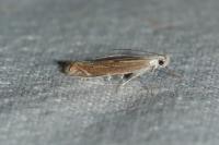 Isophrictis
