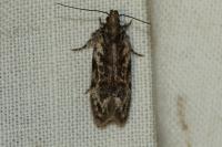 Anacampsis blattariella/populella
