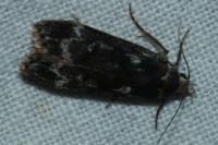Anacampsis blattariella/populella