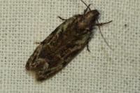 Anacampsis blattariella/populella
