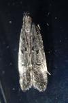 Dichomeris alacella