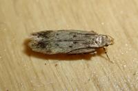 Bryotropha