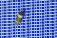 Recurvaria leucatella