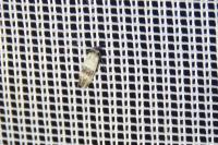 Cochylis