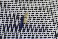 Yponomeuta plumbella