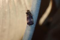 Endothenia gr. gentianaeana