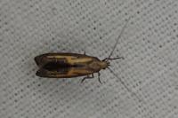 Ochromolopis ictella