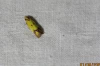Agapeta zoegana