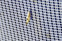 Argyresthia