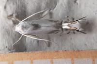 Phyllocnistis unipunctella