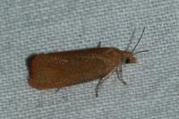 Celypha rufana