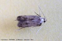 Borkhausenia fuscescens