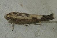 Scythris limbella