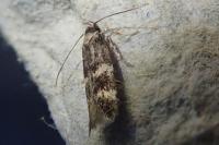 Elachista