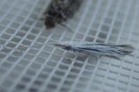 Coleophora strigosella