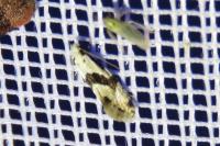 Nemapogon clematellus