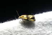 Eupoecilia angustana
