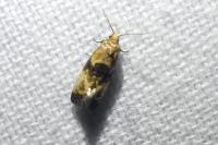 Eupoecilia angustana