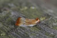 Eulia ministrana