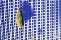 Dichrorampha