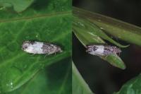 Spilonota ocellana