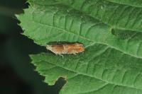 Epinotia tenerana