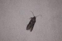 Blastobasis glandulella