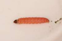 Grapholita funebrana