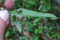 Calybites phasianipennella