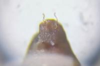 Phyllonorycter acerifoliella