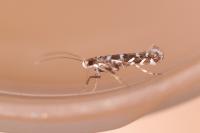 Parectopa ononidis