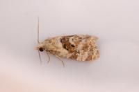 Phalonidia manniana