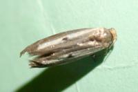 Parahyponomeuta egregiella