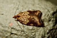 Acleris rhombana