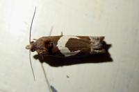 Epiblema foenella